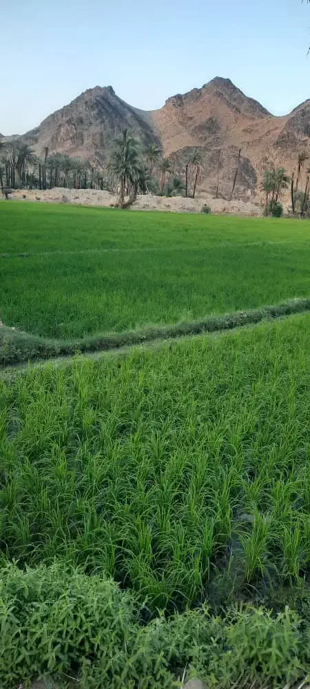 سبزه عکس دوم|گل و گیاه طبیعی|سراوان, |دیوار