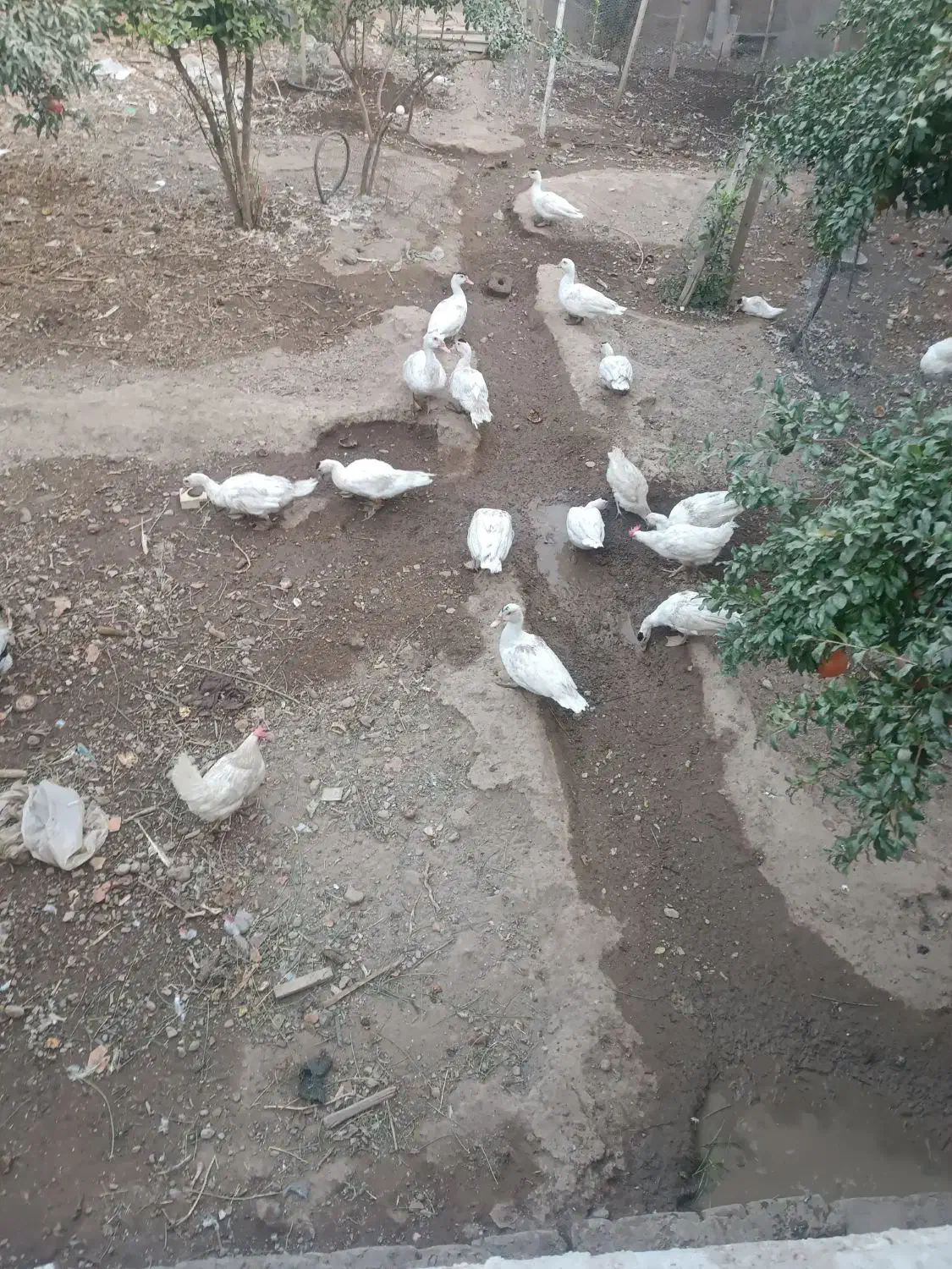 غاز|حیوانات مزرعه|مهریز, |دیوار