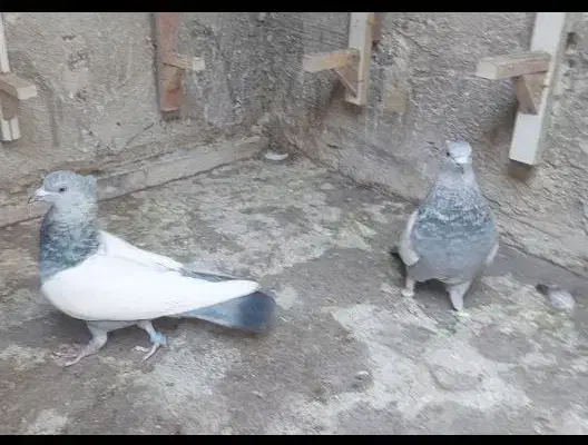 سینه سبز دوکت شیر کاکل صاف بشرط بزن هوایی|پرنده|سیدان, |دیوار