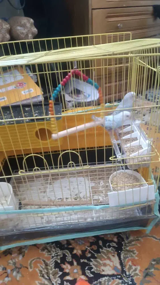 مرغ عشق|پرنده|شیراز, شیخ علی چوپان|دیوار