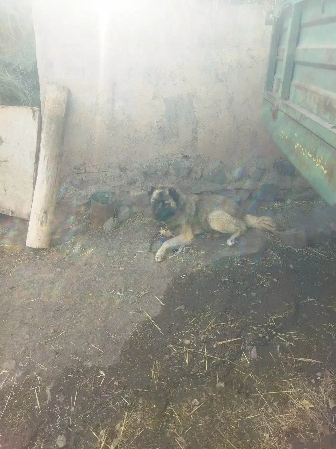 واگذاری سگ گله ای|سگ|اهر, |دیوار