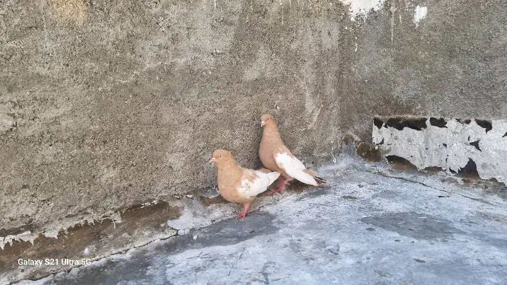 توافقی|پرنده|زرین دشت (فارس), |دیوار