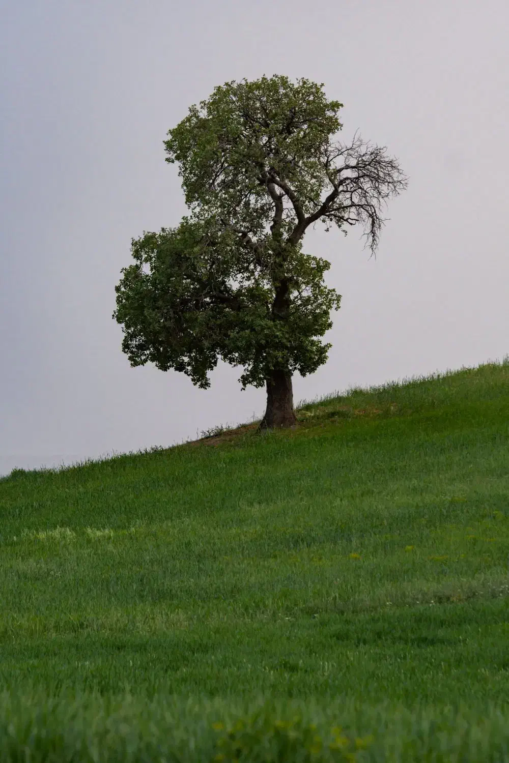 خرید چوب|خدمات باغبانی و درختکاری|اسدآباد, |دیوار