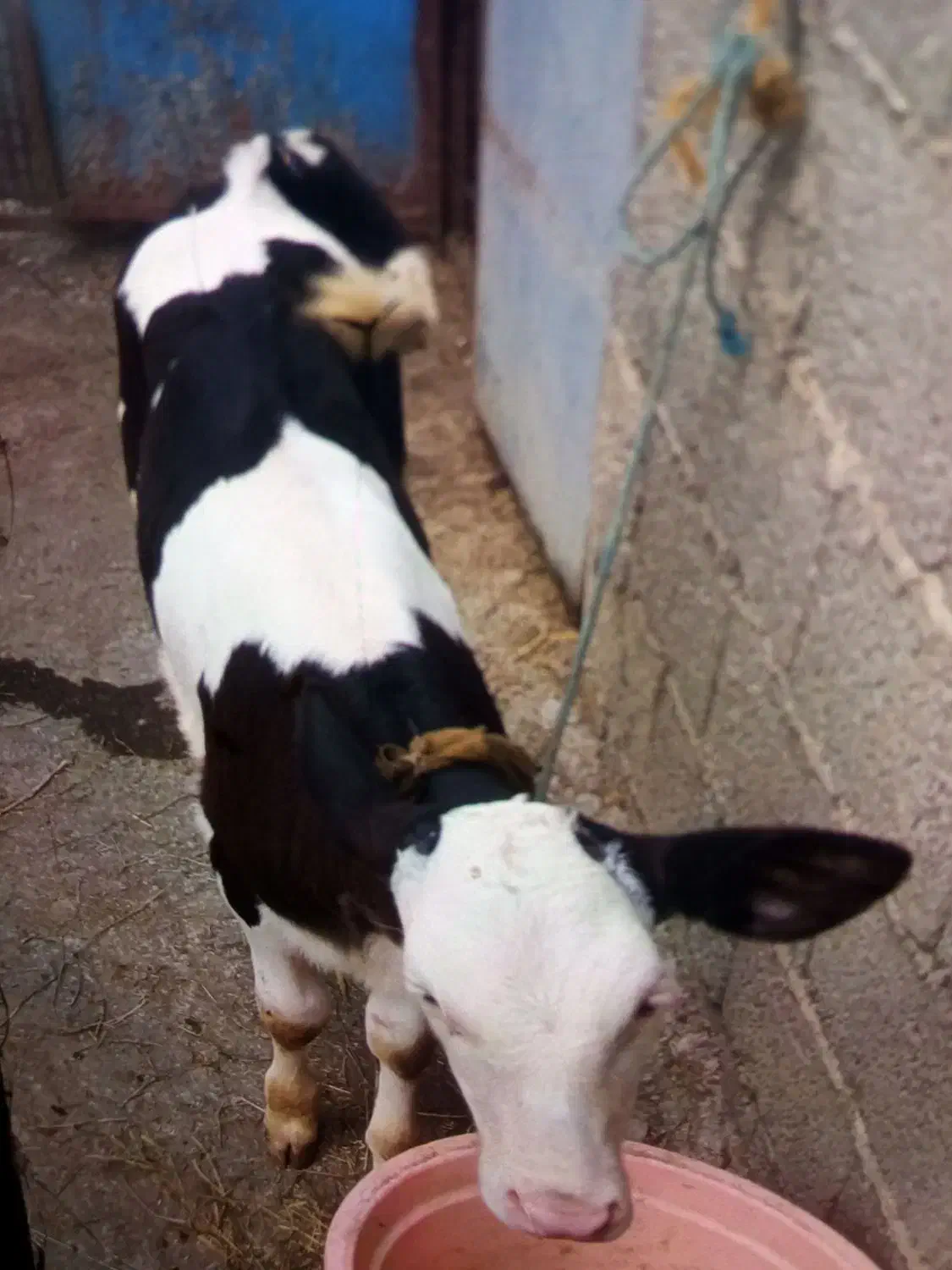 حیوانات|حیوانات مزرعه|گوراب زرمیخ, |دیوار