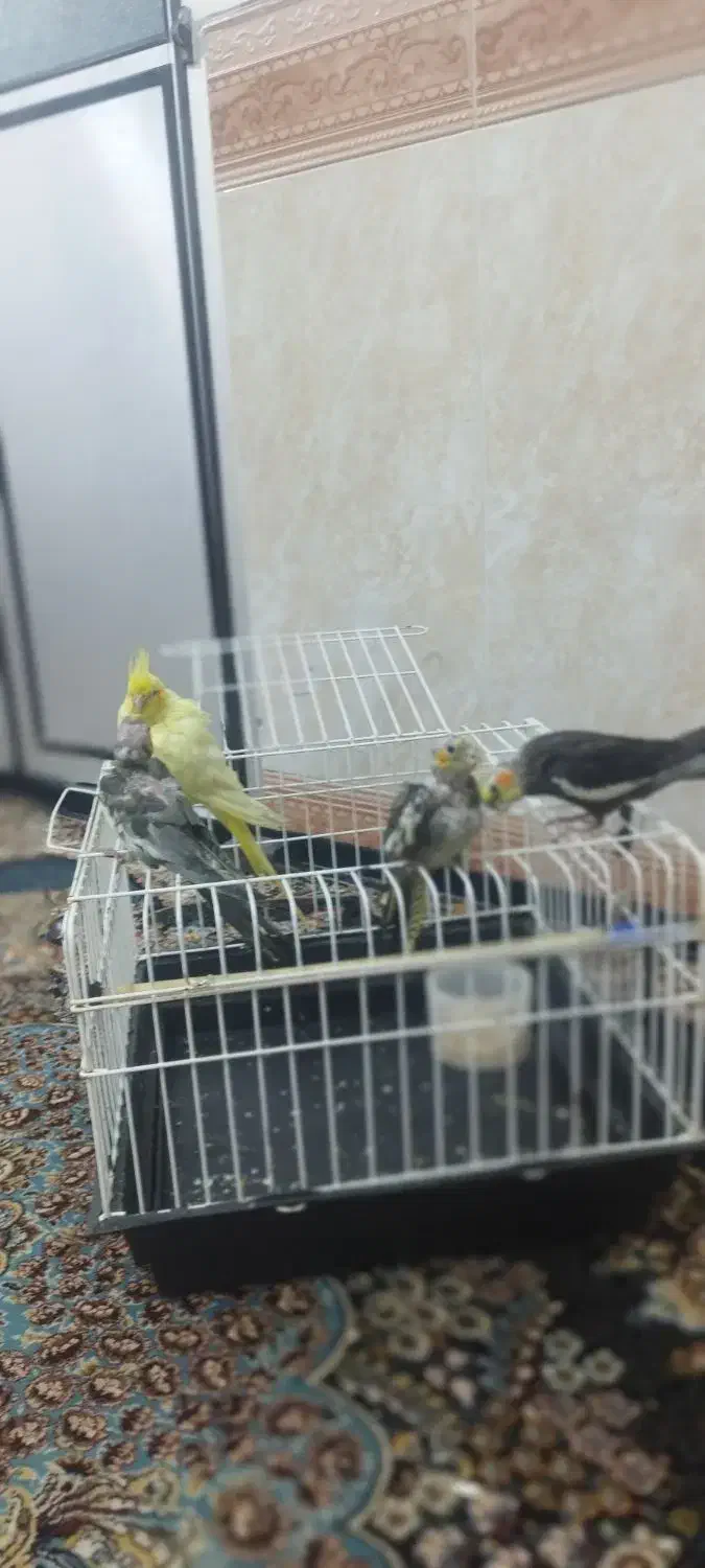 عروس هلندی|پرنده|جوانرود, |دیوار