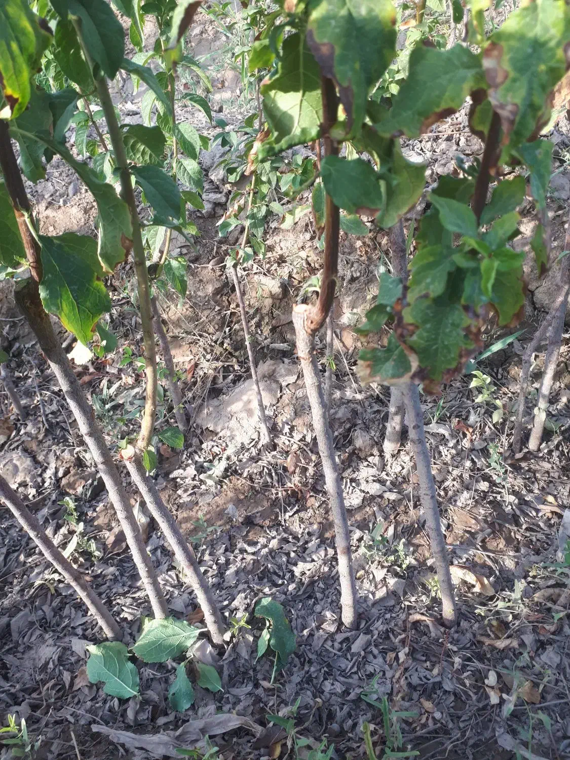 انواع نهال آلو کبرایی حاج حسنی رسمی|خدمات باغبانی و درختکاری|نیشابور, پنجراه|دیوار