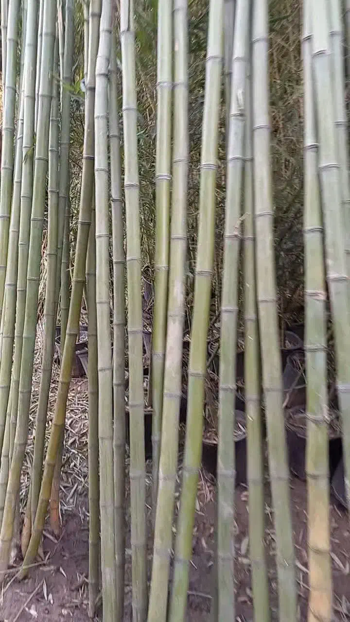 نی بامبو|صنایع دستی و سایر لوازم تزئینی|فردوس (خراسان), |دیوار