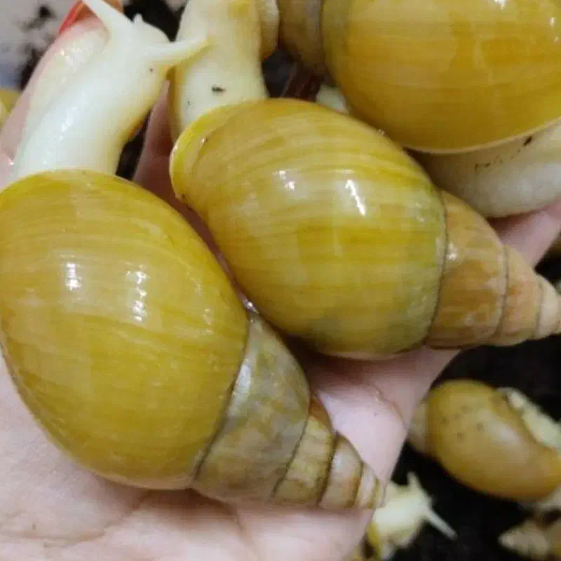 حلزون آچاتینا، هم پت و هم جوان سازی پوست|خزنده|لار, |دیوار