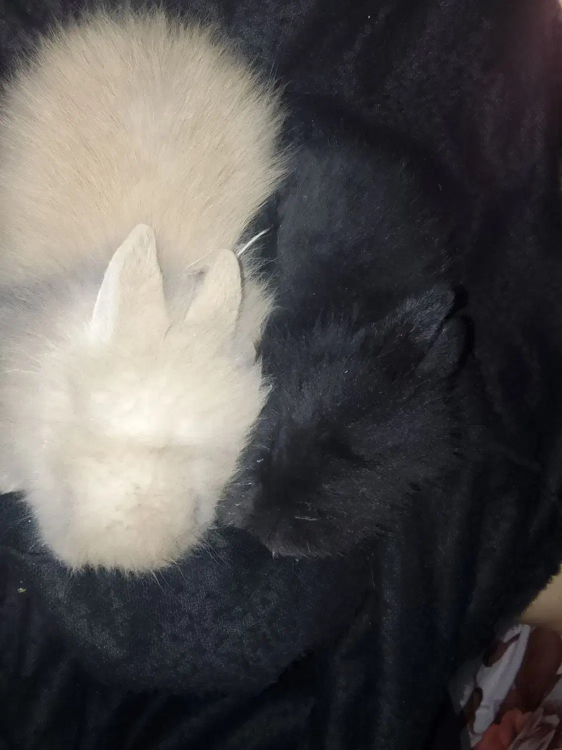 توله خرگوش3عدد|موش و خرگوش|میاندوآب, |دیوار