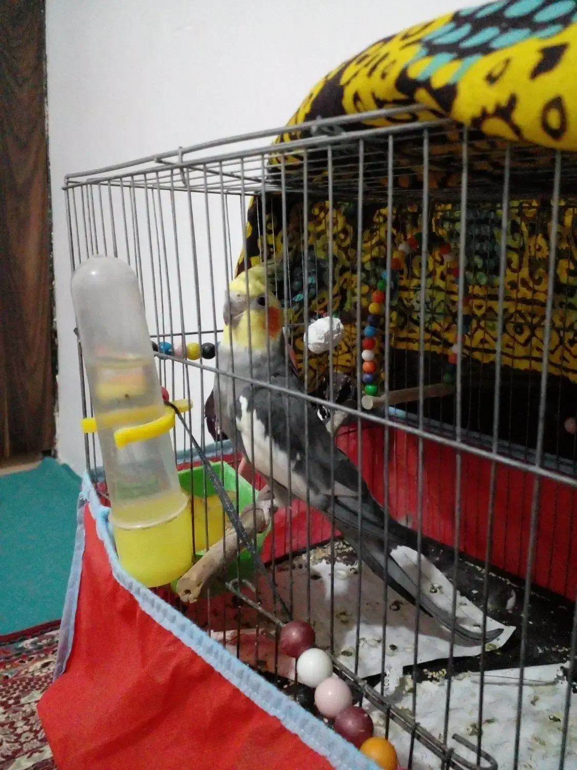 پرنده|پرنده|ساری, |دیوار