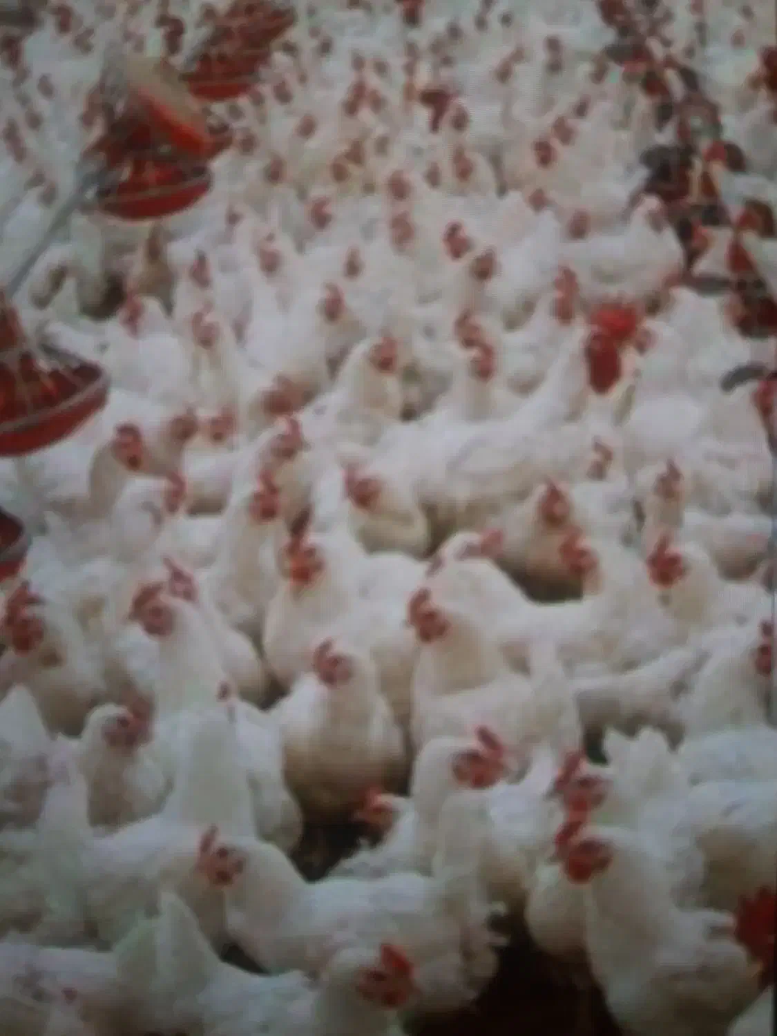 کود مرغی|خدمات باغبانی و درختکاری|بوشهر, |دیوار