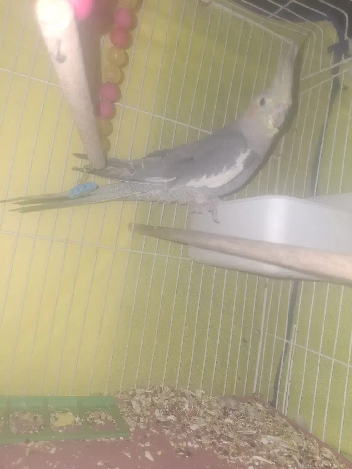 پرنده|پرنده|کرمان, |دیوار