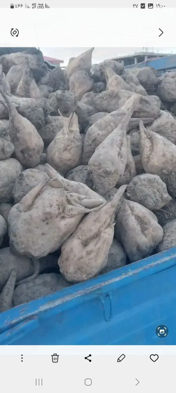 چغندر وتفاله چغندر وسیب وذرت|عمده‌فروشی|تکاب, |دیوار