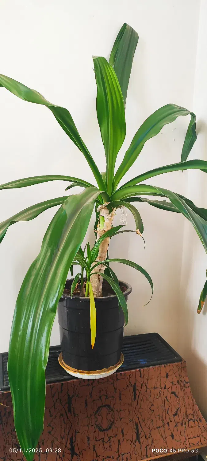 گل عنکبوتی ۶ساله|گل و گیاه طبیعی|شهرکرد, |دیوار