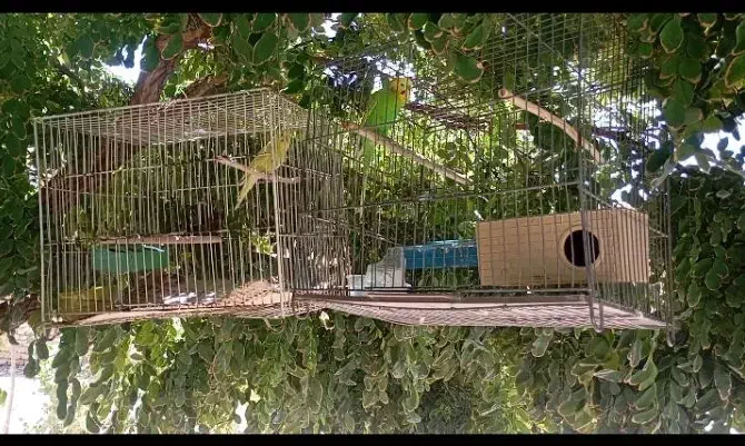 مرغ عشق|پرنده|زید آباد, |دیوار