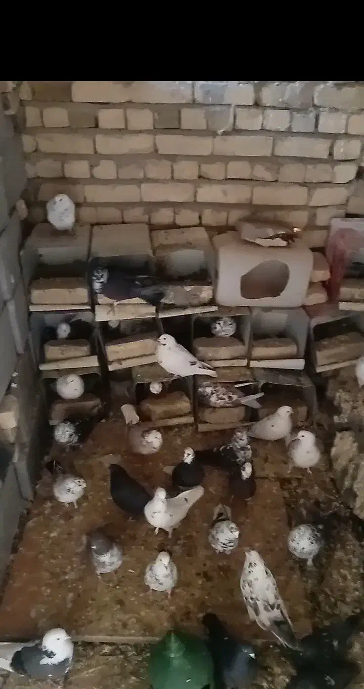 کبوتر پرشی ضمانتی|پرنده|رودشت (اصفهان), |دیوار