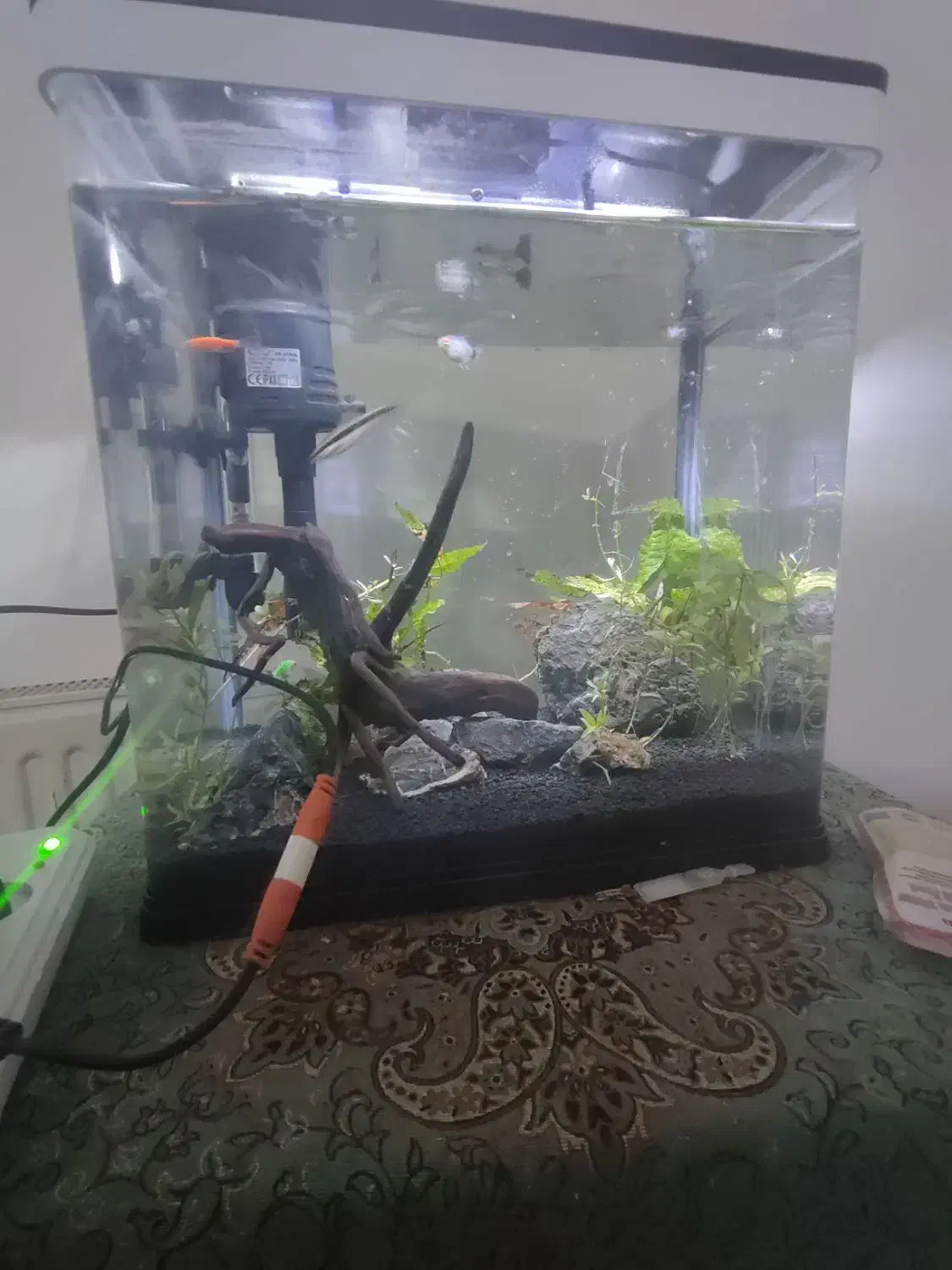 آکواریوم ماهی|ماهی|صدرا-فارس, فاز ۱|دیوار