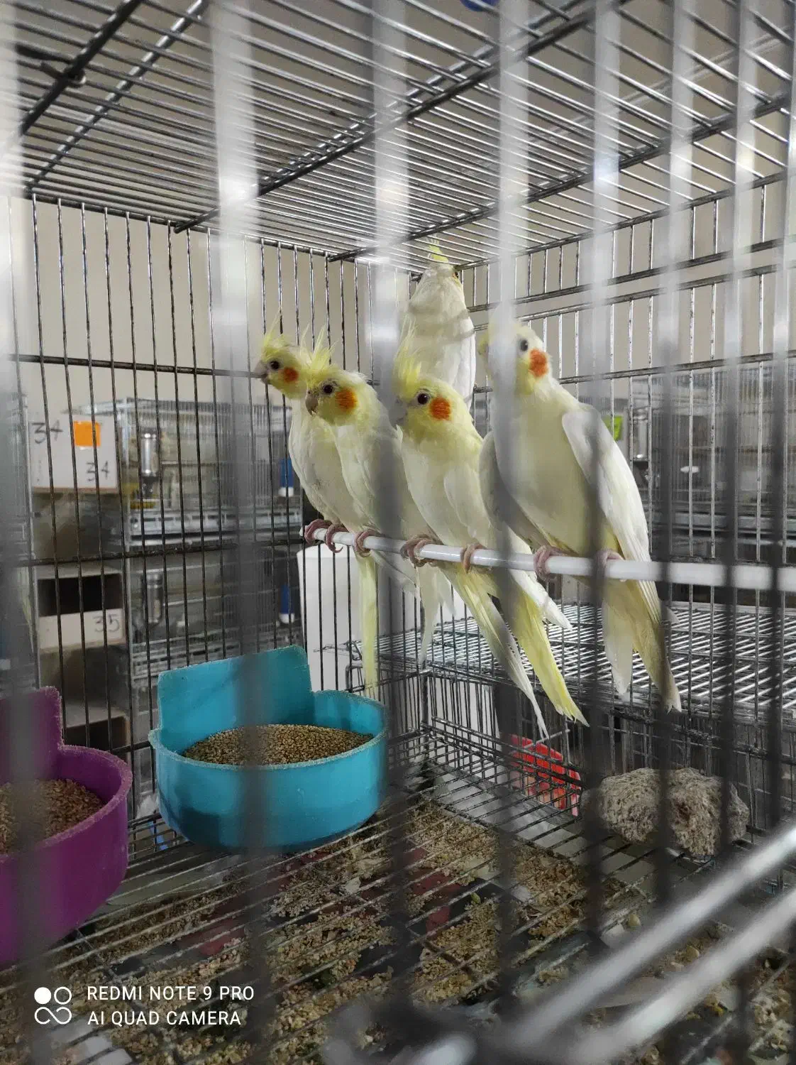 عروس هلندی و گرینچیک|پرنده|خرمآباد, |دیوار