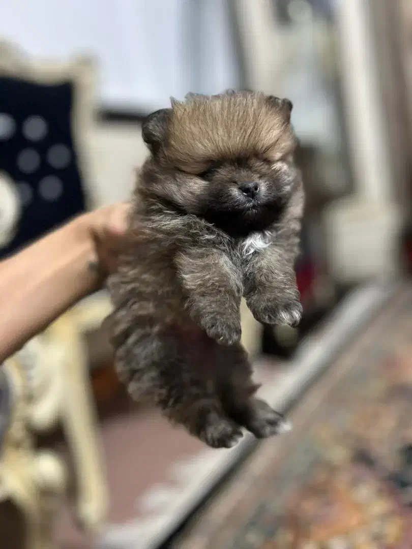 سگ پامر|سگ|نسیم‌شهر, |دیوار