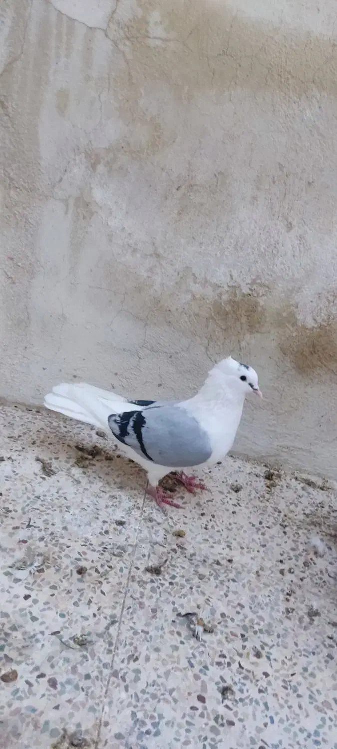 دوتا دوکت یا پشت آبی و کاغذی|پرنده|جم, |دیوار