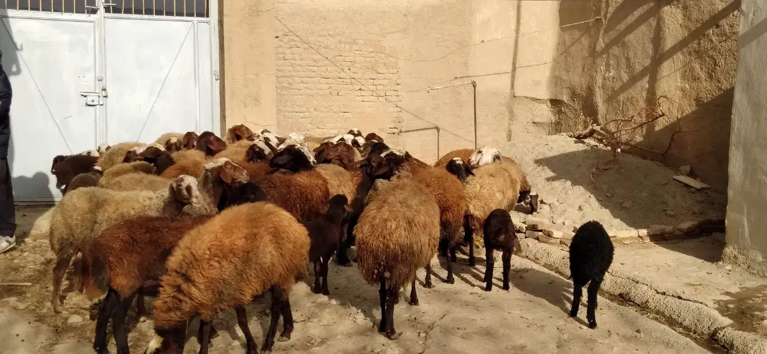 برای فروش|حیوانات مزرعه|گیان, |دیوار