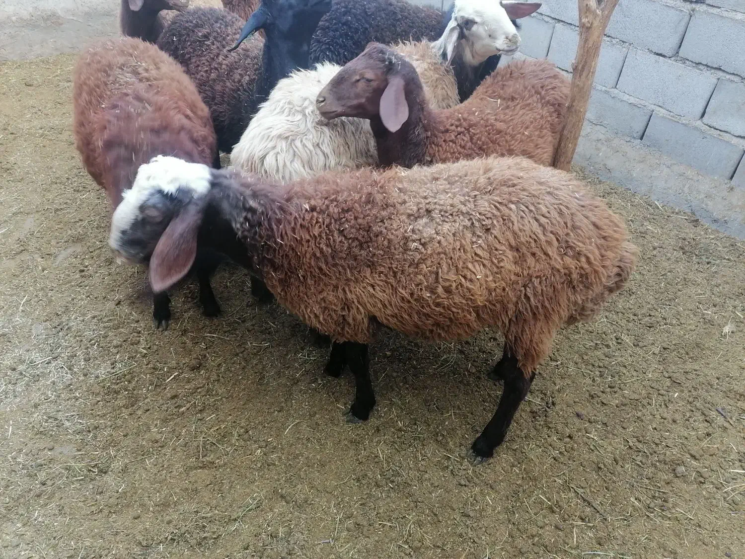 بره قوچ همو|حیوانات مزرعه|اسفراین, |دیوار