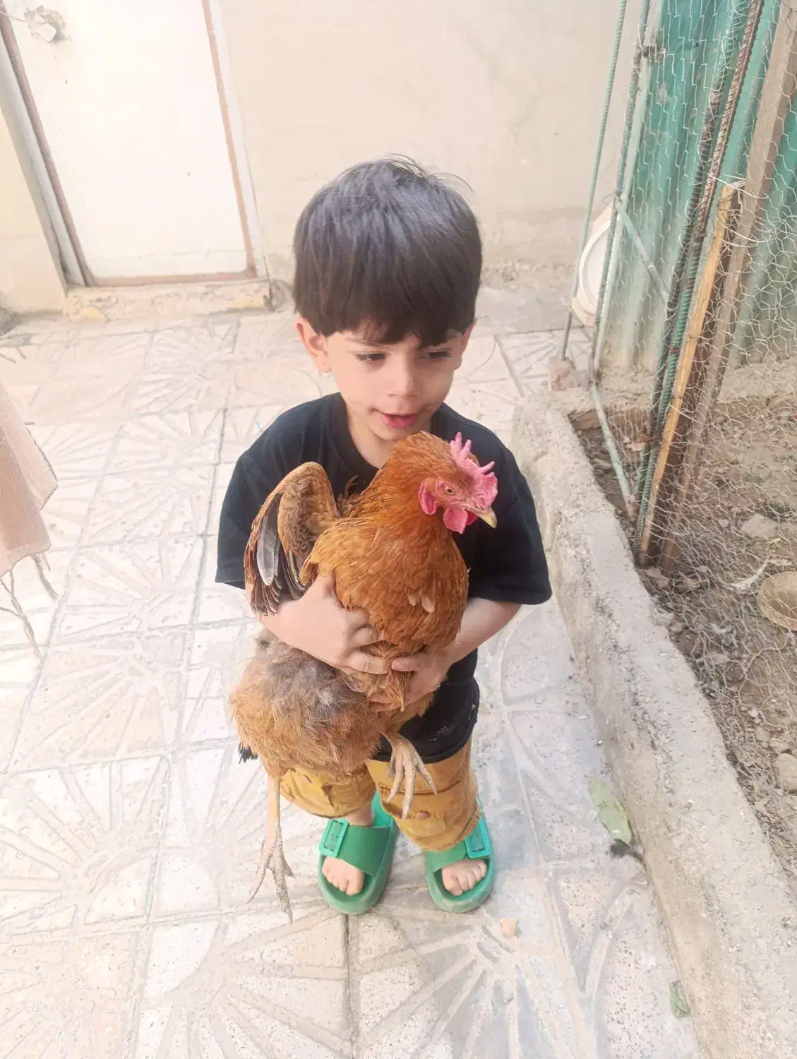 چهار عدد مرغ و یک خروس|حیوانات مزرعه|اسلام‌شهر, مظفریه|دیوار