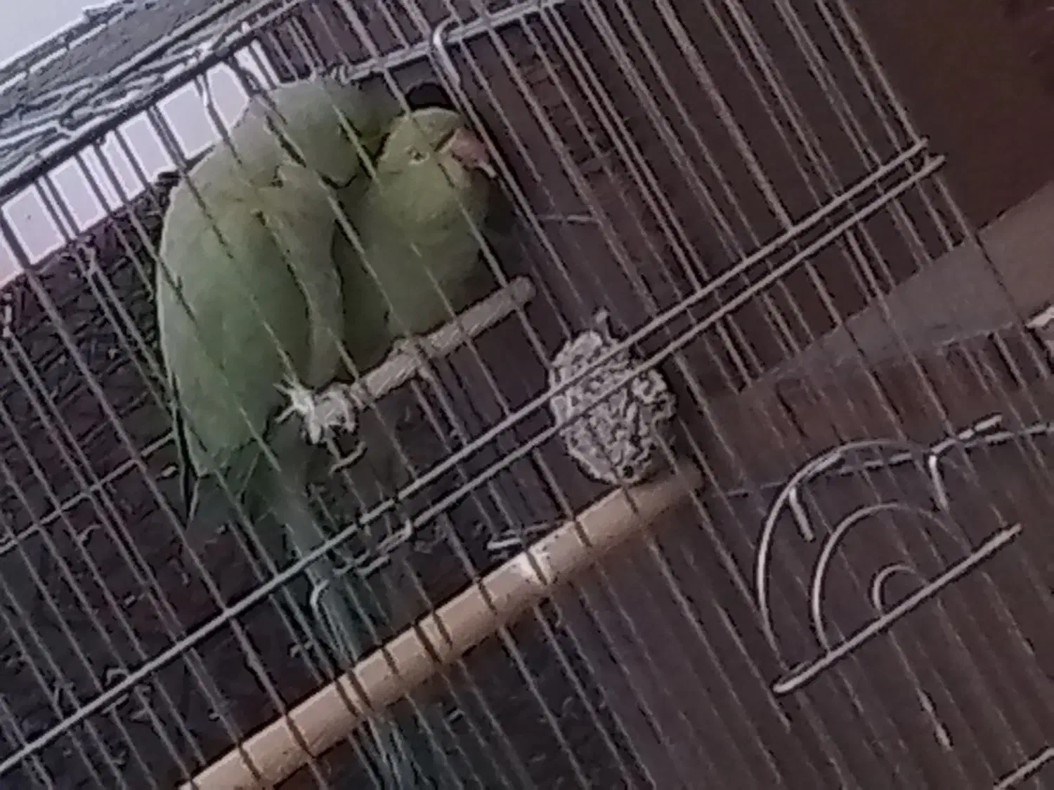 یکجفت طوطی ملنگو سالم و سرحال همراه با قفس لانه|پرنده|ابهر, |دیوار