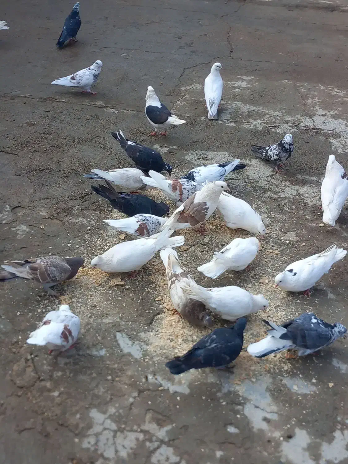 کفترپرشی بازی کن|پرنده|ویسیان, |دیوار