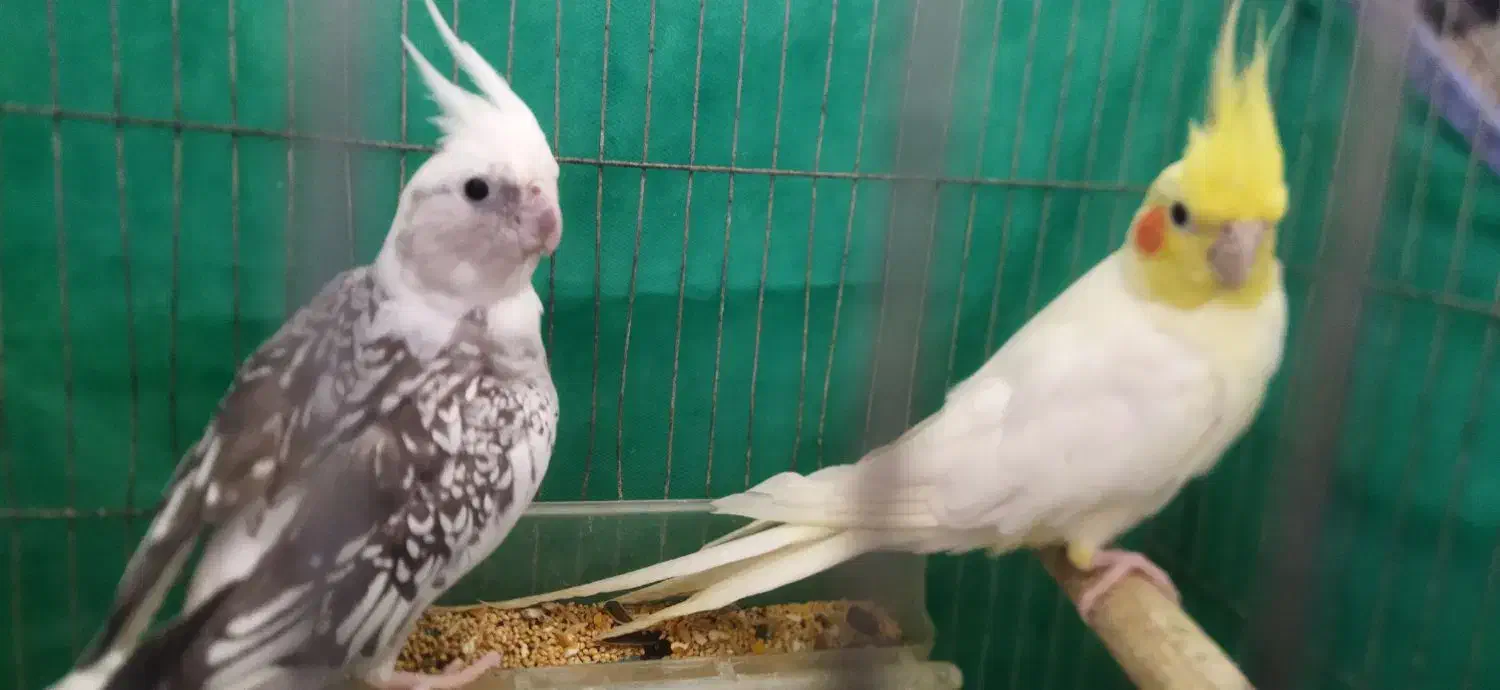 طوطی عروس جفت|پرنده|رشت, دیانتی|دیوار