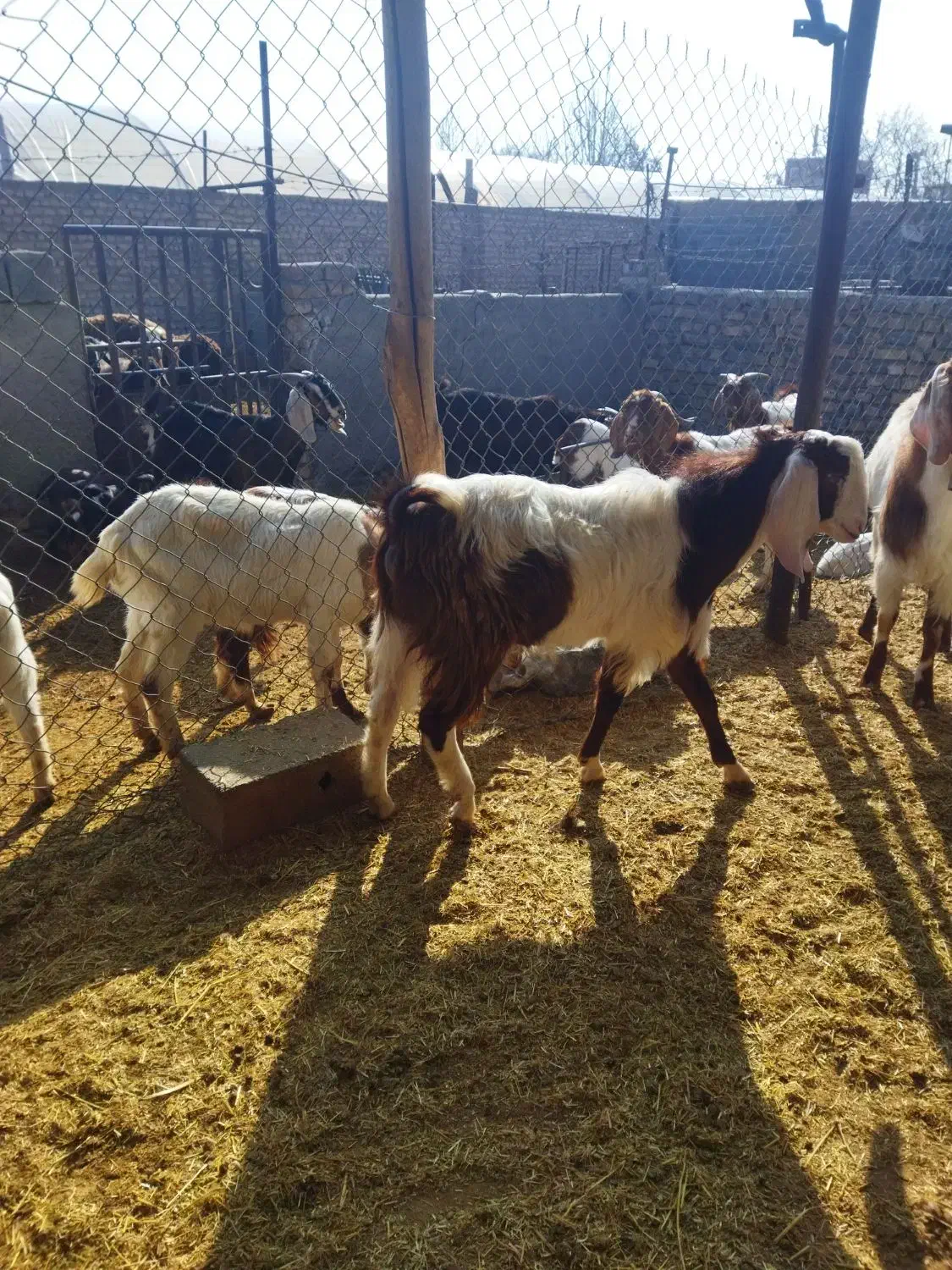 نر بز|حیوانات مزرعه|پیشوا, |دیوار