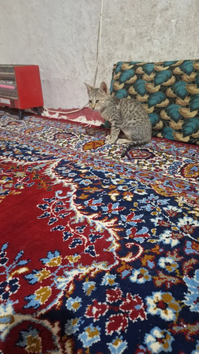 بچه گربه خانگی|گربه|بروجرد, |دیوار