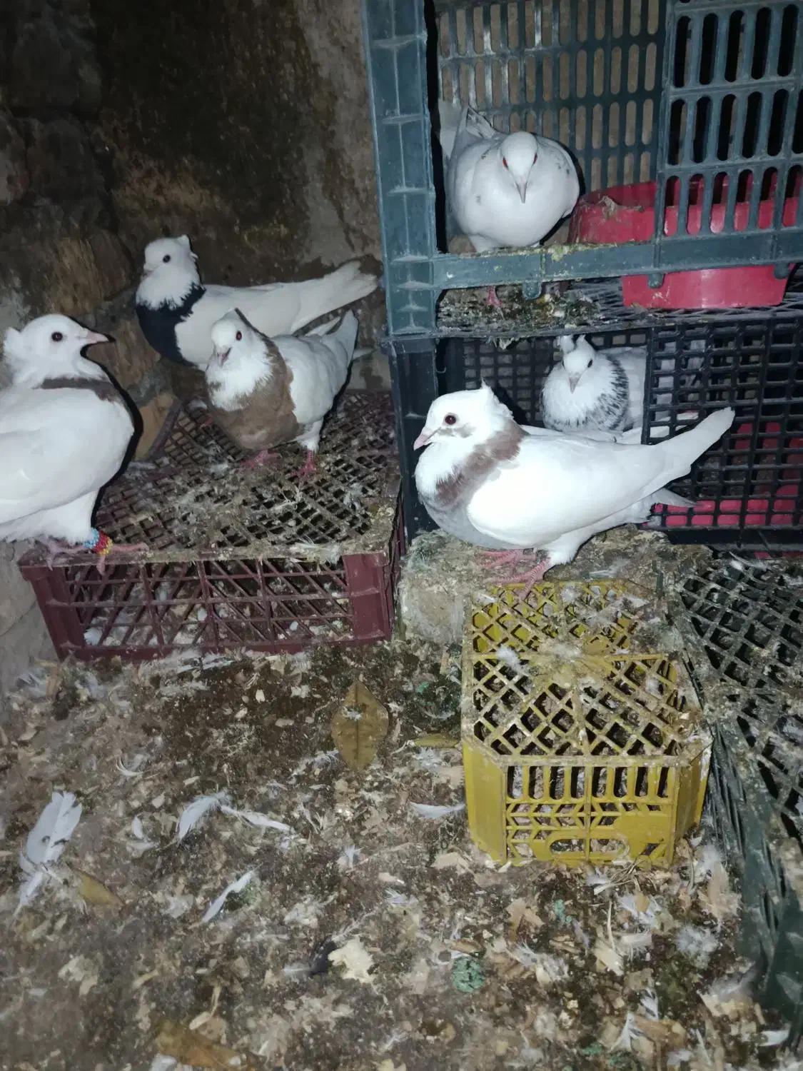 کبوتر|پرنده|مینودشت, |دیوار