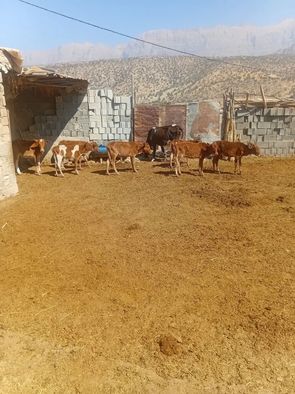 گاو وگوساله بزرگ|حیوانات مزرعه|ابرکوه, |دیوار