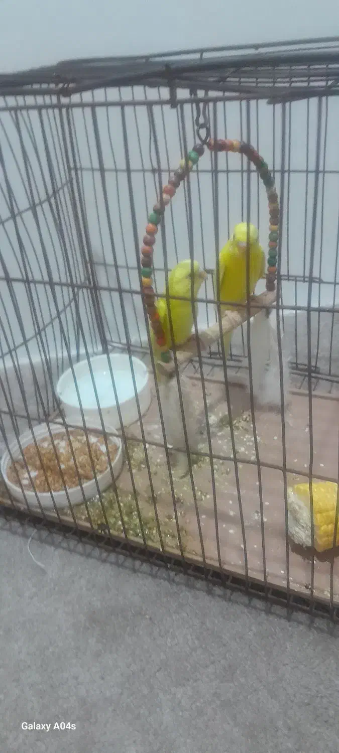 مرغ عشق|پرنده|مسجد سلیمان, |دیوار