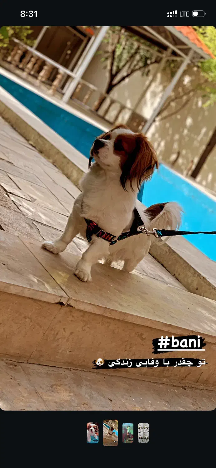 سگ خانگی|سگ|کرمانشاه, |دیوار