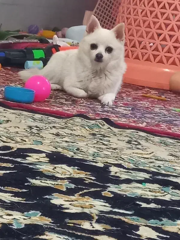 پامر|سگ|حمیدیا, |دیوار