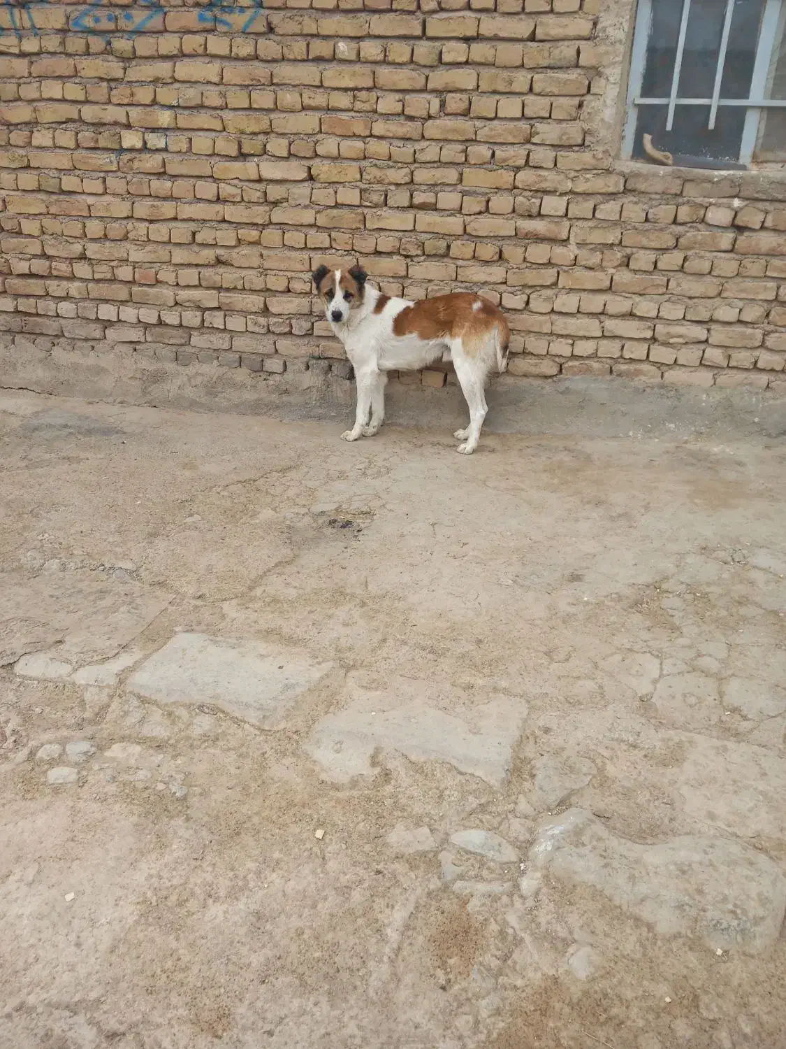 سگ ترکمن یک ساله|سگ|قوچان, |دیوار