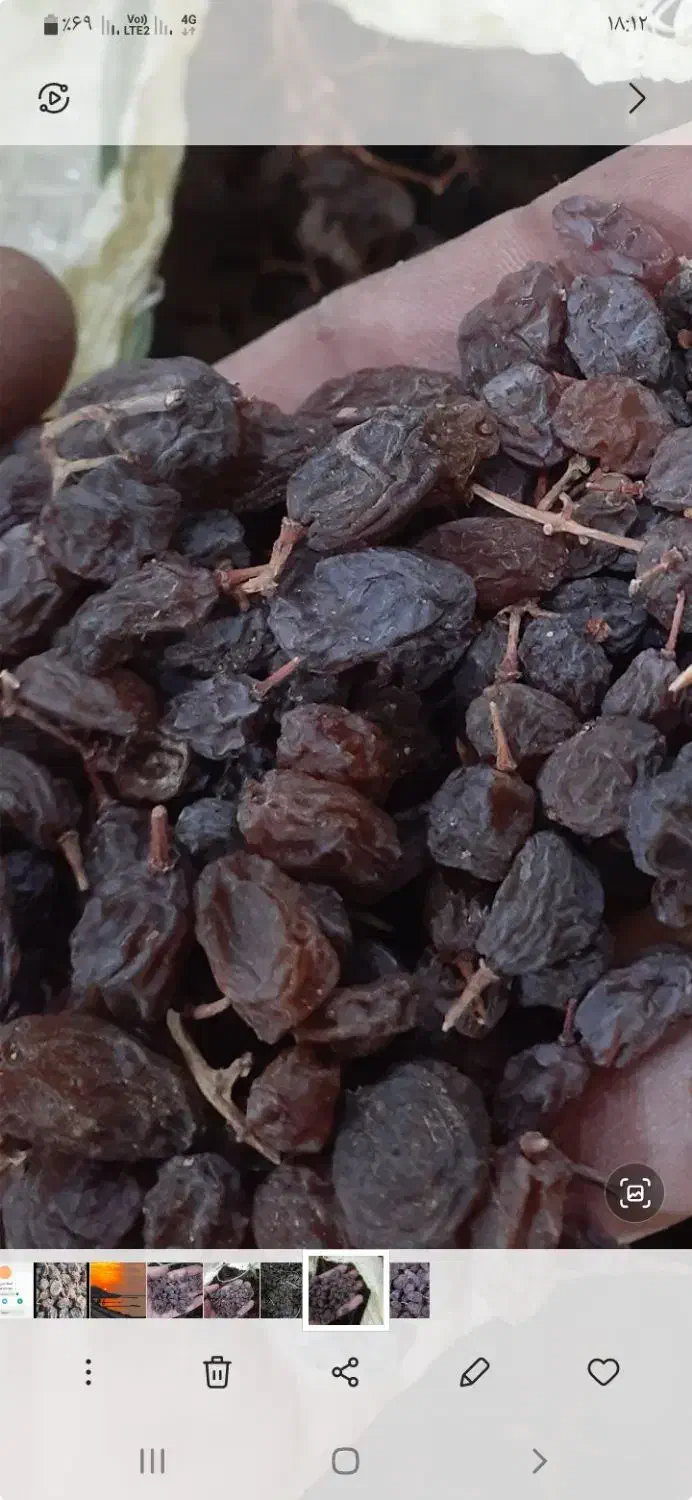 کشمش افتابی|خوردنی و آشامیدنی|شال, |دیوار