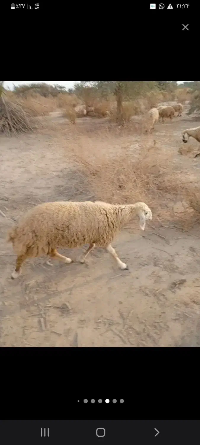 بره چاق محلی رفسنجانی|حیوانات مزرعه|رفسنجان, |دیوار