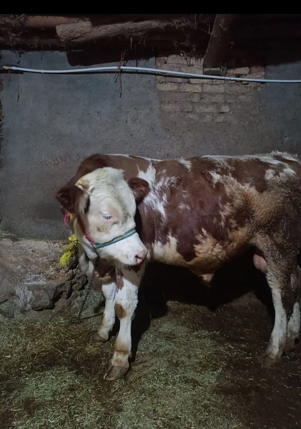 یک راس گوساله..دماخ|حیوانات مزرعه|دینور, |دیوار