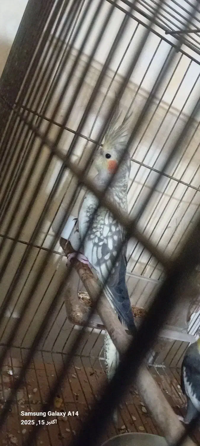 عروس هلندی ماده بالغ|پرنده|جوین, |دیوار