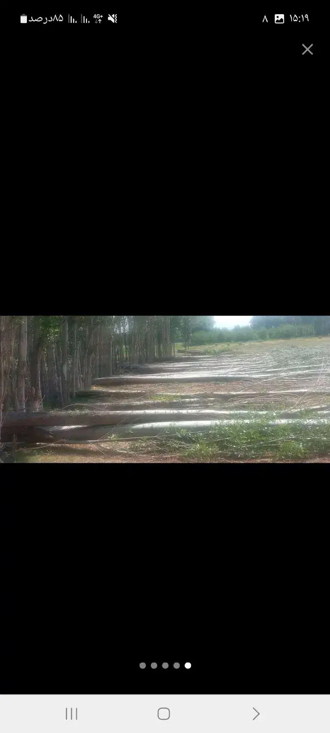 با سلام خرید انواع چوب پالت سه لای گردو و....|خدمات باغبانی و درختکاری|فیرورق, |دیوار