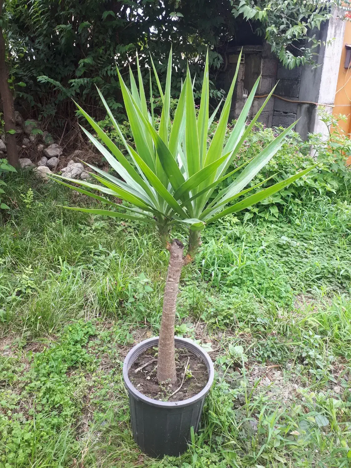 گل یوکا بنسای|گل و گیاه طبیعی|عباسآباد, |دیوار