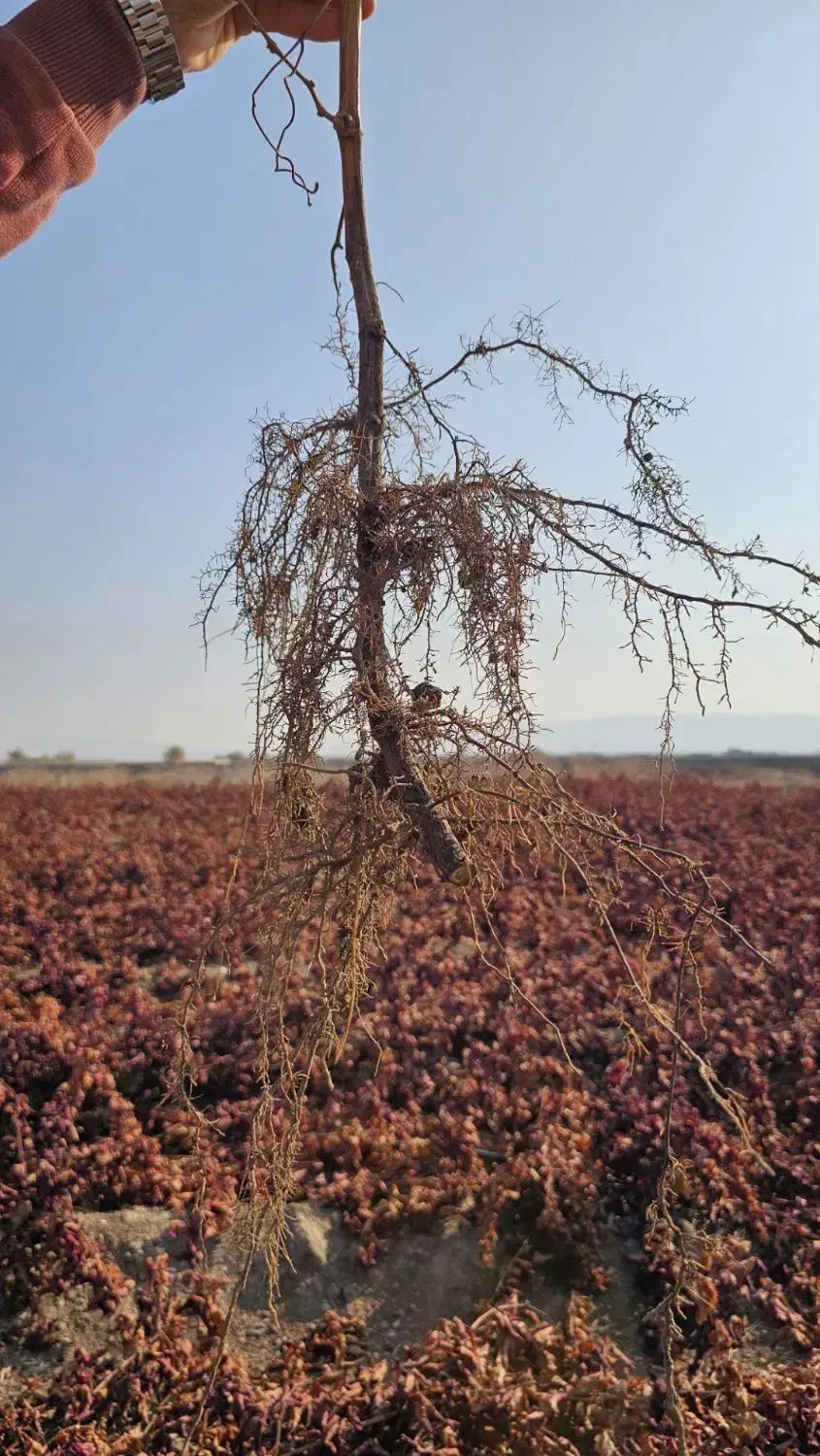 نهال انگور|خدمات باغبانی و درختکاری|کاشمر, |دیوار