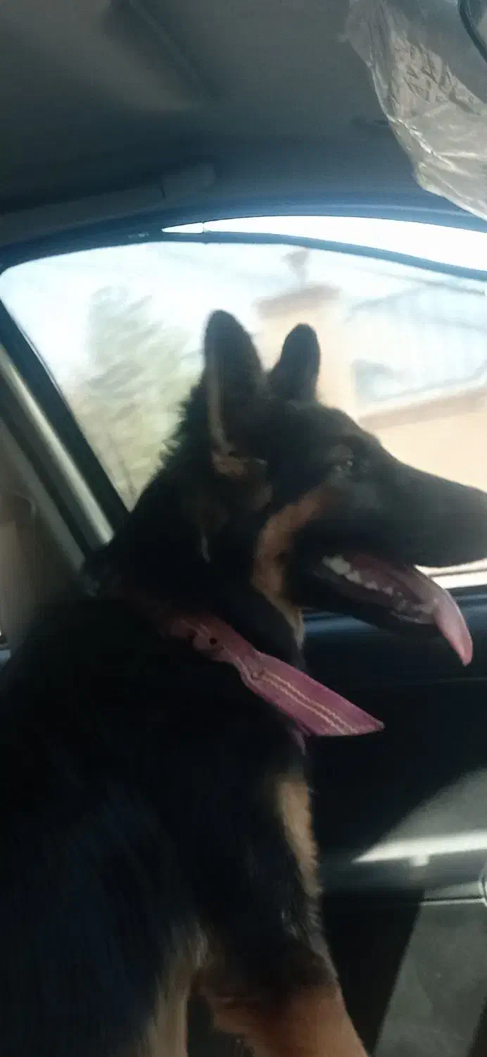 یه قلاده ماده هفت ماهه ژرمن شولاین|سگ|بندر امام خمینی, |دیوار