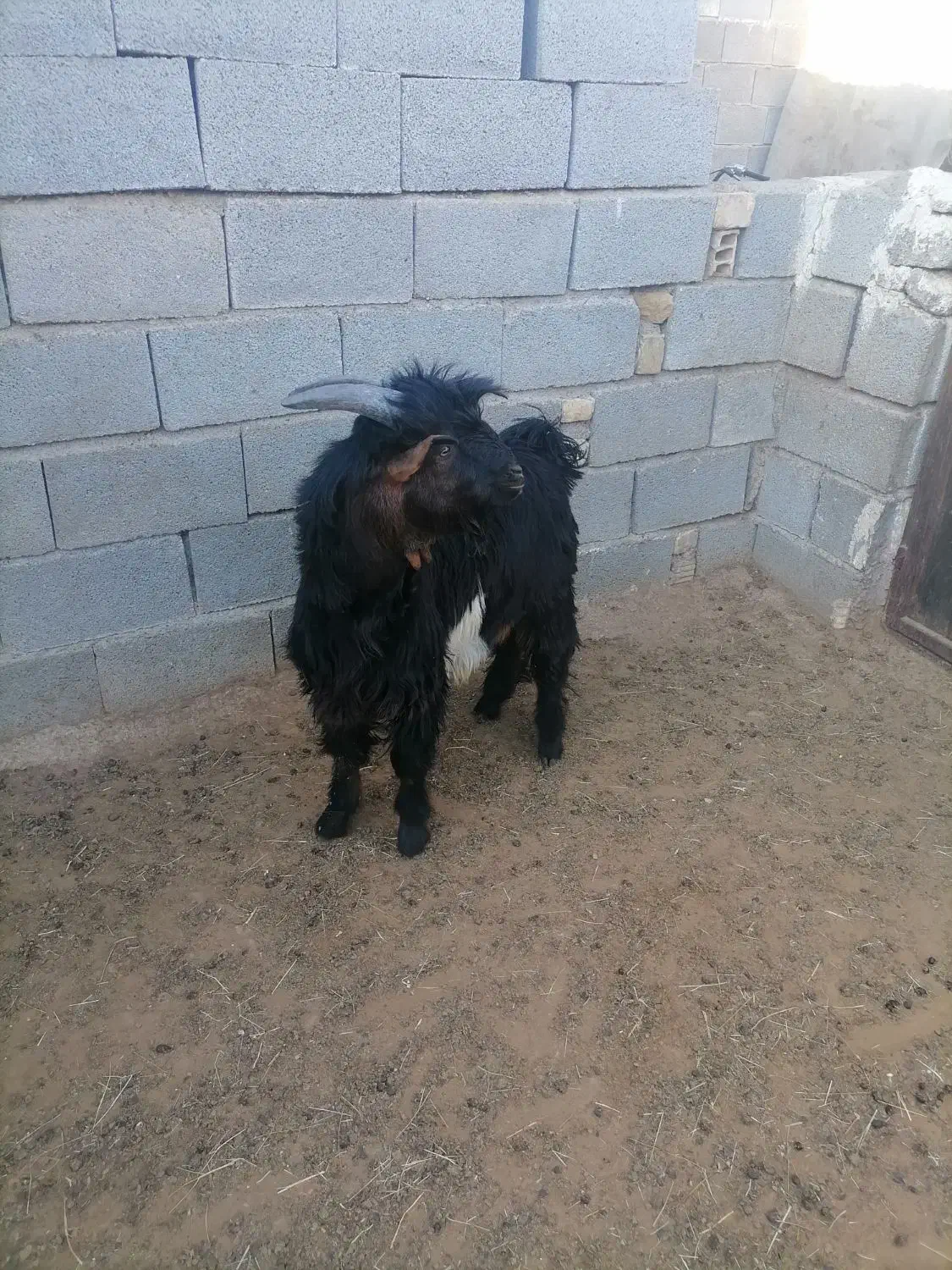 بزوکهره|حیوانات مزرعه|کوهنجان, |دیوار