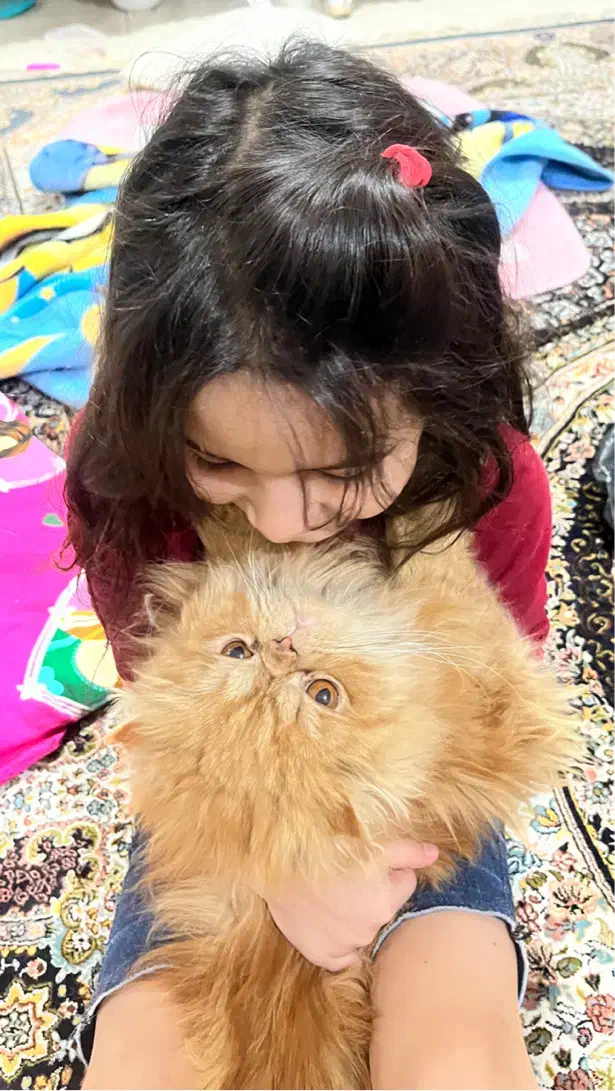 گربه گارفیلدی پرشین سوپر فلت همه چیز فهم باهوش|گربه|تبریز, |دیوار