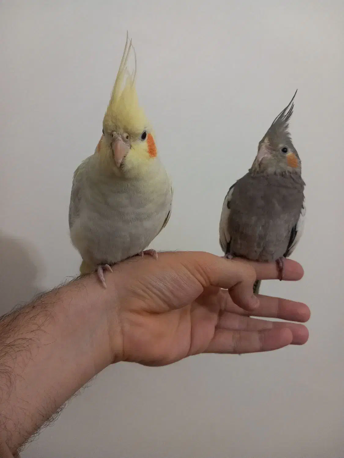 دو تا جوجه عروس هلندی سالم و دستی|پرنده|تهران, ارامنه|دیوار