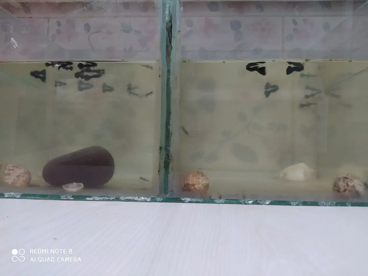 فروش ماهی های زیبا|ماهی|خرمدره, |دیوار